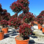 Červienka Fraserova (Photinia fraseri) ´RED ROBIN´ - výška 160-180 cm, kont. C90L PON PON EXEMPLÁR